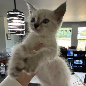 Linguine -  Domestic Short Hair Cat for Adoption in Ferndale, Washington - Linguine | PetCurious