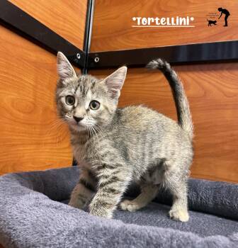 Tortellini -  Domestic Short Hair Cat for Adoption in Centerville, Utah - Tortellini | PetCurious