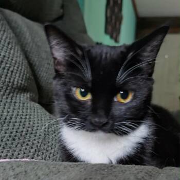 Domestic Short Hair Cats Available for Adoption in Gainesville, Florida - Thelma | PetCurious