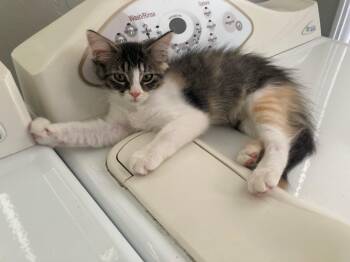 Paddy -  American Shorthair Cat for Adoption in Meeker, Oklahoma - Paddy | PetCurious
