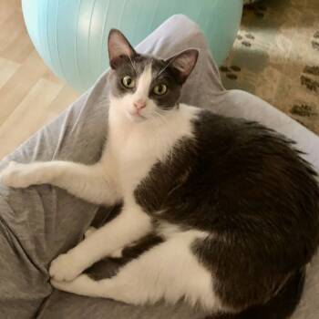 Rescue Domestic Short Hair Cats for Adoption in Los Angeles, California - Java | PetCurious