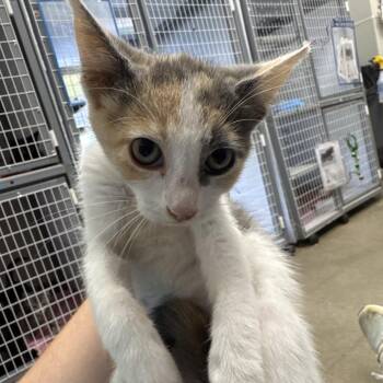 Crunchy -  Domestic Short Hair Cat for Adoption in Columbiana, Alabama - Crunchy | PetCurious