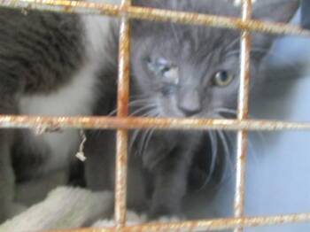 BRIDGETTE -  Domestic Short Hair Cat for Adoption in Ocala, Florida - BRIDGETTE | PetCurious