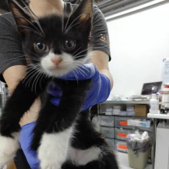 Clever Carter -  Domestic Short Hair Cat for Adoption in New York, New York - Clever Carter | PetCurious