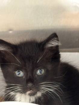 Rescue Domestic Short Hair Cats for Adoption in Pomona, New York - Kiki | PetCurious