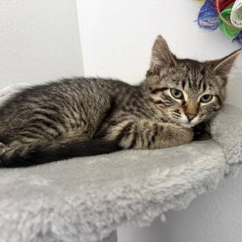 Harmony -  Domestic Short Hair Cat for Adoption in Cheyenne, Wyoming - Harmony | PetCurious