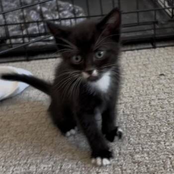 Domestic Short Hair Cats Available for Adoption in Eagle Mountain, Utah - Tipsy Engstrom | PetCurious
