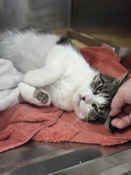 Fiona Applesauce -  Domestic Short Hair Cat for Adoption in Westland, Michigan - Fiona Applesauce | PetCurious