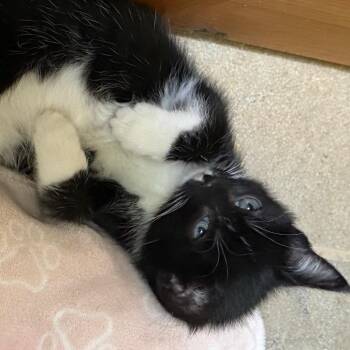 Sophie -  Domestic Short Hair Cat for Adoption in Colorado Springs, Colorado - Sophie | PetCurious