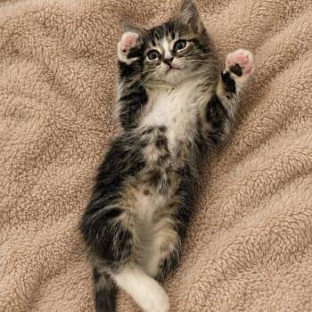 Matt Block -  Domestic Medium Hair and Tabby Cat for Adoption in Morrison, Colorado - Matt Block | PetCurious
