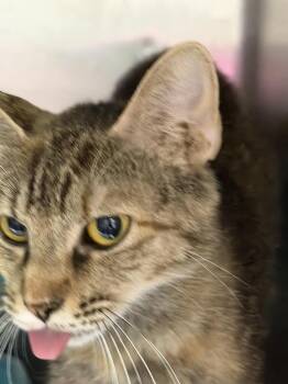 Sabrina (Mother) -  Domestic Short Hair Cat for Adoption in Pahrump, Nevada - Sabrina (Mother) | PetCurious
