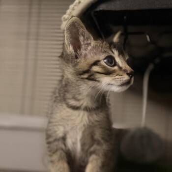 Yakko -  Domestic Short Hair Cat for Adoption in Pleasanton, California - Yakko | PetCurious