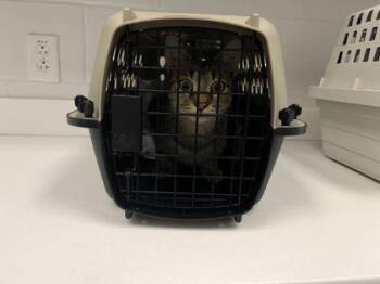 Betrayal Garden -  Domestic Short Hair Cat for Adoption in Kansas City, Missouri - Betrayal Garden | PetCurious