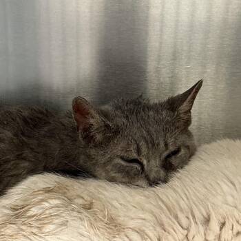 Julian 16 -  Domestic Short Hair Cat for Adoption in Philadelphia, Pennsylvania - Julian 16 | PetCurious