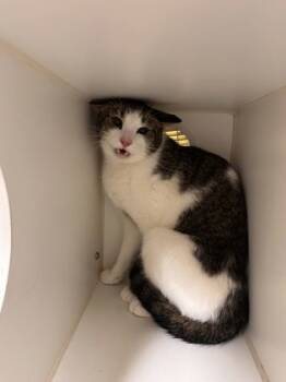 Rescue Domestic Short Hair Cats for Adoption in Lowell, Massachusetts - Oakley | PetCurious