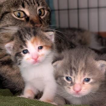 Domestic Short Hair Cats Available for Adoption in Portage, Michigan - Sushi | PetCurious