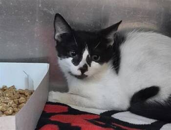 61524245 -  Domestic Short Hair Cat for Adoption in El Paso, Texas - 61524245 | PetCurious