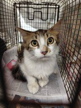 A2480607 -  Domestic Short Hair Cat for Adoption in Fort Lauderdale, Florida - A2480607 | PetCurious