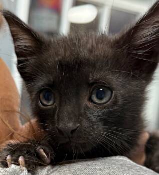 Rescue Domestic Short Hair Cats for Adoption in Saint Francisville, Louisiana - Monkey | PetCurious