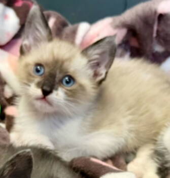 Rescue Domestic Short Hair and Siamese Cats for Adoption in Campbell, California - Hendrix | PetCurious