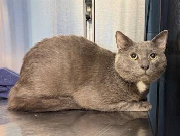OAKLEY -  Domestic Short Hair Cat for Adoption in Minneapolis, Minnesota - OAKLEY | PetCurious