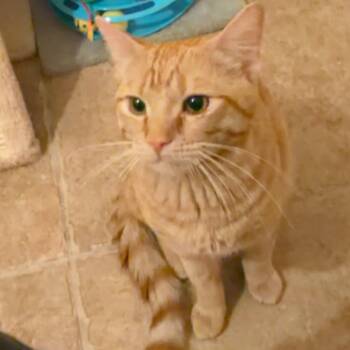 Domestic Short Hair Cats Available for Adoption in Las Vegas, Nevada - Cheddar | PetCurious