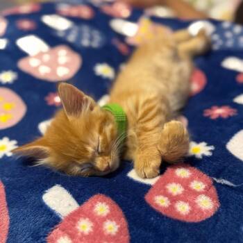 Junebug Jones -  Domestic Short Hair Cat for Adoption in Fredericksburg, Virginia - Junebug Jones | PetCurious