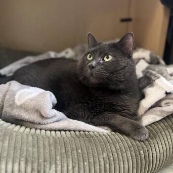 Miss KK -  Domestic Short Hair Cat for Adoption in Baltimore, Maryland - Miss KK | PetCurious