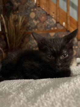 Puff -  Domestic Short Hair Cat for Adoption in Hobart, Indiana - Puff | PetCurious
