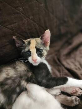 Pixie -  Calico Cat for Adoption in Beverly Hills, California - Pixie | PetCurious