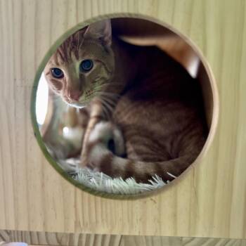 Domestic Short Hair Cats Available for Adoption - Bentley Estep | PetCurious