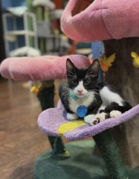 Lumos -  Domestic Short Hair Cat for Adoption in The Colony, Texas - Lumos | PetCurious