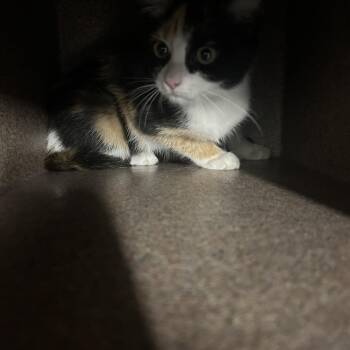 UTAH -  Domestic Short Hair Cat for Adoption in Greensboro, North Carolina - UTAH | PetCurious