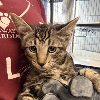 Splish-C -  Domestic Short Hair Cat for Adoption in East St. Louis, Illinois - Splish-C | PetCurious