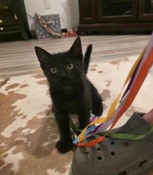Donnie -  Domestic Short Hair Cat for Adoption - Donnie | PetCurious