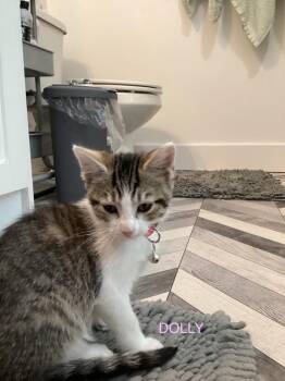 Donny -  Domestic Short Hair Cat for Adoption in Ogden, Utah - Donny | PetCurious
