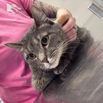 Luna -  Domestic Short Hair Cat Available for Adoption in Great Falls, Montana - Luna | PetCurious