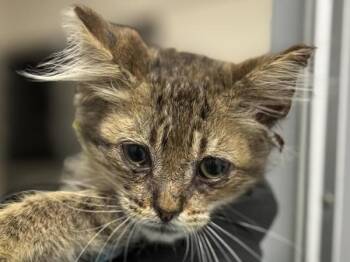 Scooter -  Domestic Medium Hair Cat for Adoption in Portland, Oregon - Scooter | PetCurious