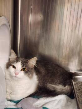 FUZZY -  Domestic Long Hair Cat for Adoption in Hagerstown, Maryland - FUZZY | PetCurious
