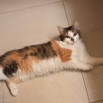 Dolly Parton -  Domestic Medium Hair Cat for Adoption in Renton, Washington - Dolly Parton | PetCurious