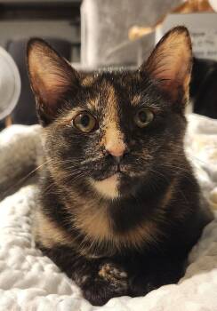 Rescue Domestic Short Hair Cats for Adoption in Grand Rapids, Michigan - Wasabi | PetCurious