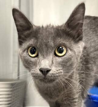 Baloo -  Domestic Short Hair Cat for Adoption in Golden, Colorado - Baloo | PetCurious