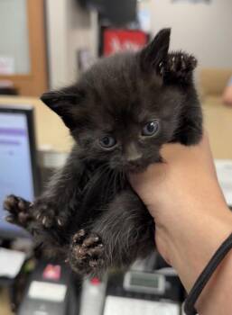 Mamba -  Domestic Short Hair Cat for Adoption in Bemidji, Minnesota - Mamba | PetCurious