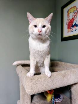Domestic Short Hair Cats Available for Adoption in Minneapolis, Minnesota - Sauerkraut | PetCurious