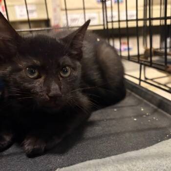 Mirrorball -  Domestic Short Hair Cat for Adoption in Melrose, Florida - Mirrorball | PetCurious