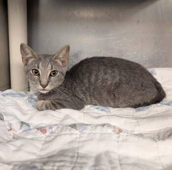 Paw-Terson -  Domestic Short Hair Cat for Adoption in Richmond, Virginia - Paw-Terson | PetCurious