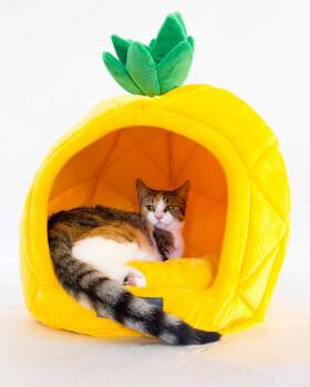 Rescue Calico Cats for Adoption in Nacogdoches, Texas - SANDY CHEEKS | PetCurious