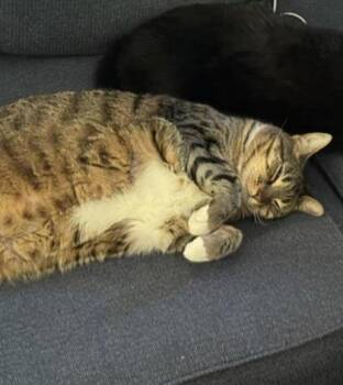 Leia -  Domestic Short Hair Cat for Adoption in Atlanta, Georgia - Leia | PetCurious