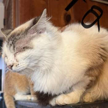 Aurora -  Ragdoll and Siamese Cat for Adoption in Pekin, Illinois - Aurora | PetCurious