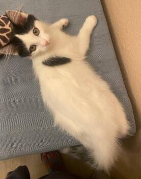 Juniper -  Domestic Long Hair Cat for Adoption in Antioch, California - Juniper | PetCurious